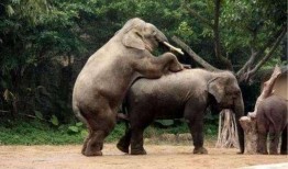 动物交配视频大全,交配瞬间大揭秘