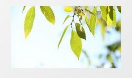 叶子视频,探索自然之美，感受生命律动