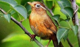 画眉鸟叫声视频,自然之美尽收眼底